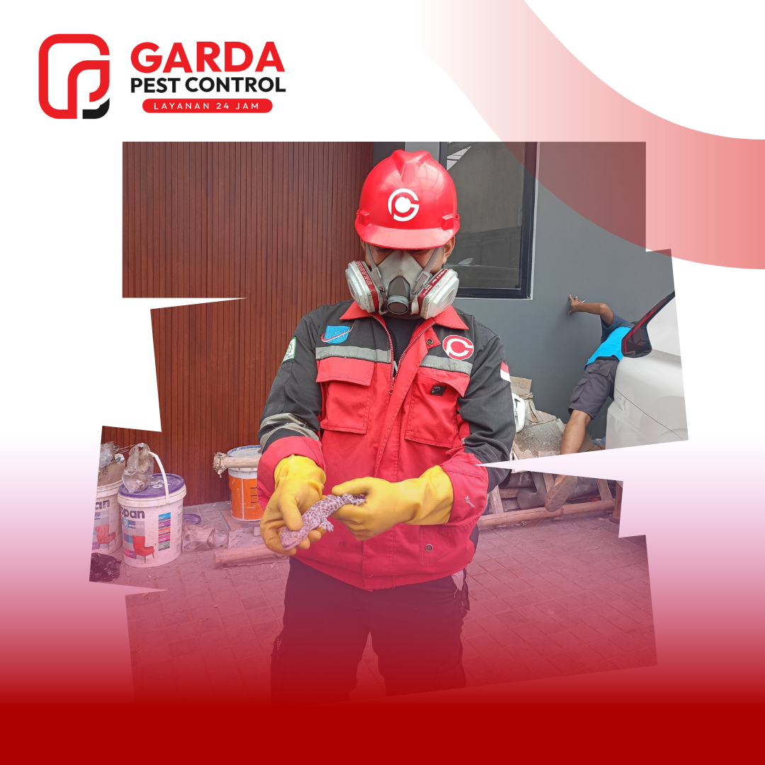 Jasa Pembasmi Tokek Terdekat